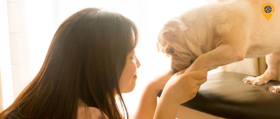 How to Care for Your Pet in Pakistan? 15 Surprising Stats About Pet Care