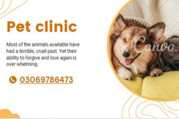 pet care home services